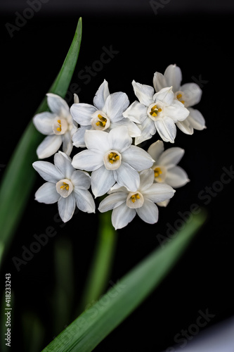 USA, Colorado, Ft. Collins. Paperwhite flower and stems. photo