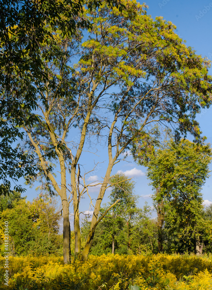 628-01 Goldenrod Beneath the Trees 628-01 Goldenrod Beneath the Trees