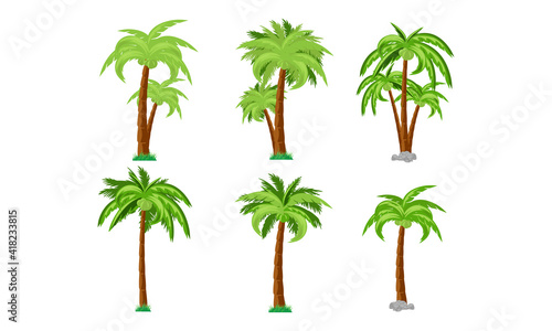 coconut tree collection