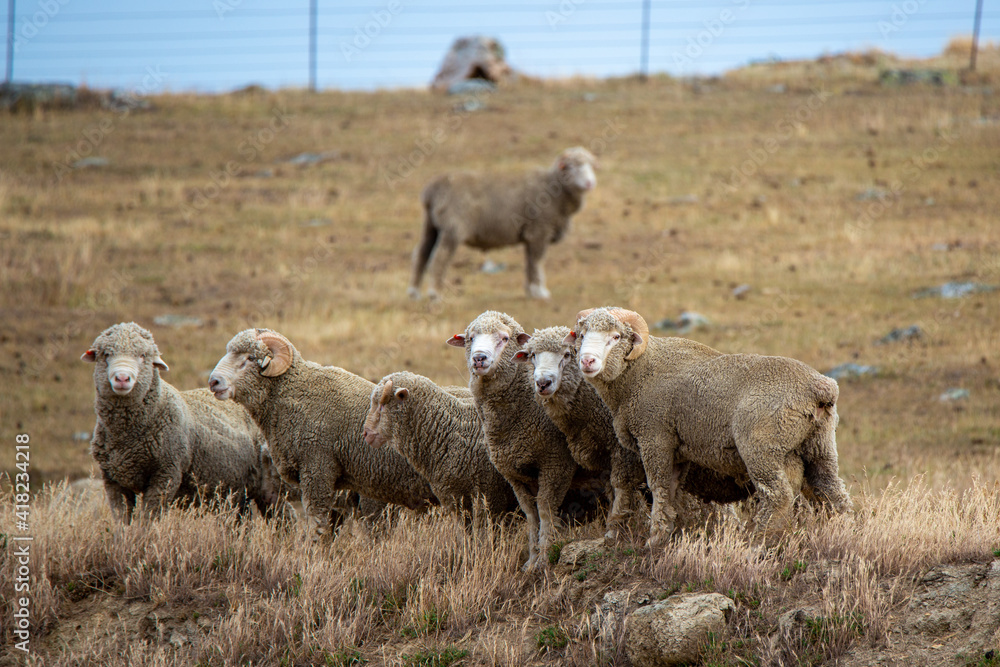 Fototapeta premium A flock of merino sheep and rams with curly horns grazing in a dry summer field on a hillside farm in Central Otago