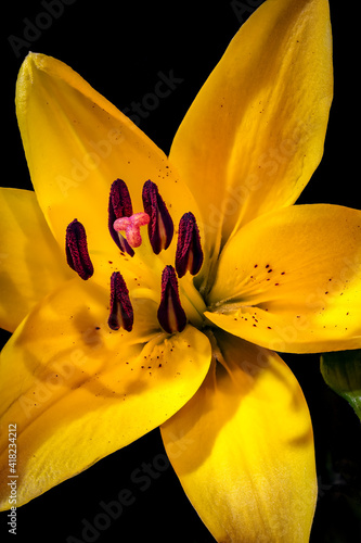 USA, Colorado, Ft. Collins. Yellow lily flower. photo