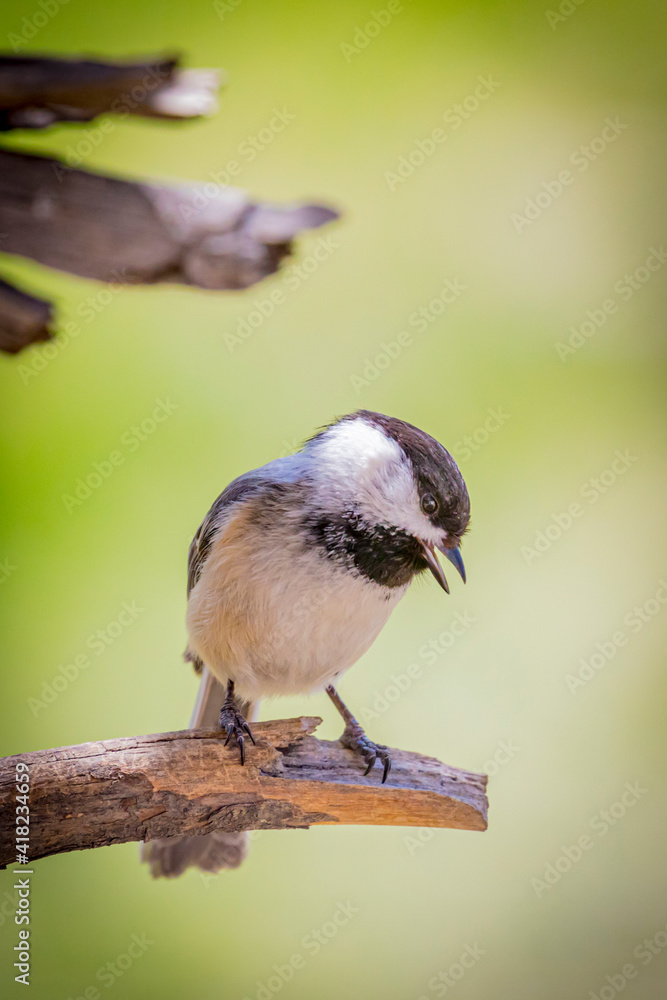 Obraz premium USA, Colorado. Black-capped chickadee close-up.