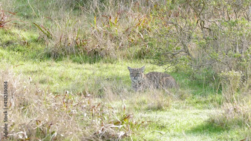 Bobcat observing an open field from the shade of a bush. Spooked off towards the end Bobcat observing an open field from the shade of a bush. Spooked off towards the end