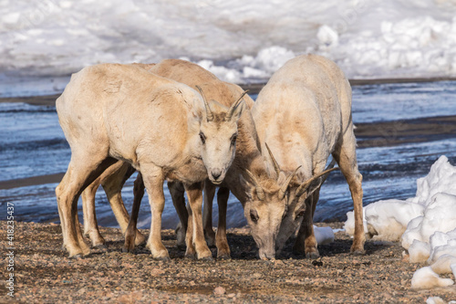 USA, Colorado, Mt. Evans. Rocky Mountain bighorn sheep ewes eating dirt for minerals.