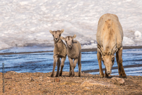 USA, Colorado, Mt. Evans. Rocky Mountain bighorn sheep ewe eating dirt for minerals.