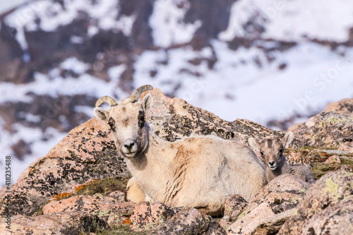 USA, Colorado, Mt. Evans. Rocky Mountain bighorn sheep ewe and lamb resting.