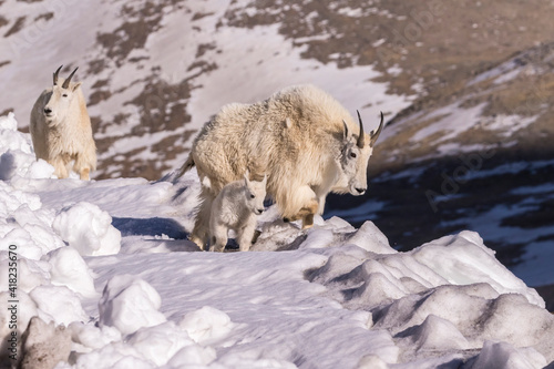 USA, Colorado, Mt. Evans. Mountain goat nannies and kid.