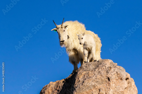 USA, Colorado, Mt. Evans. Mountain goat nanny and kit atop rock.