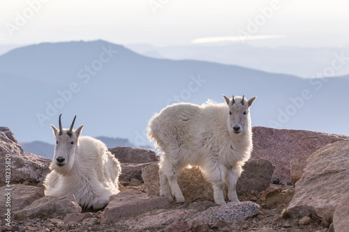 USA, Colorado, Mt. Evans. Mountain goat nanny and kid on rocks.