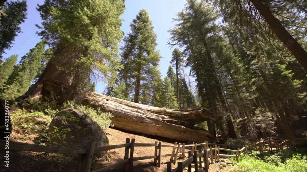 Sequoia Trees Fallen Logs In General Grant Grove Sequoia And Kings Canyon National Park 3 Sequoia Trees Fallen Logs In General Grant Grove Sequoia And Kings Canyon National Park 3