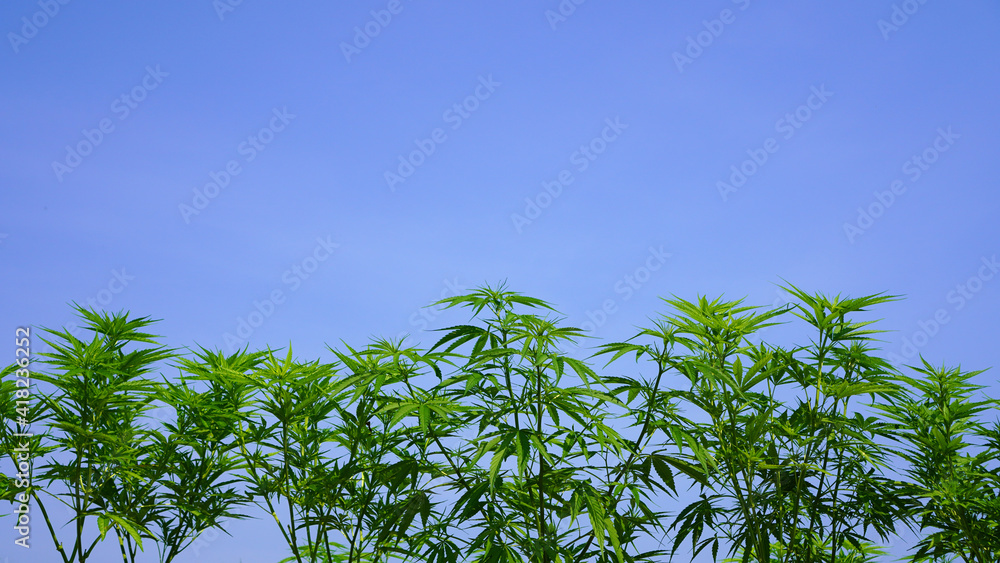 Marijuana weed new medical purpose legalize economic crops agricultural farm
