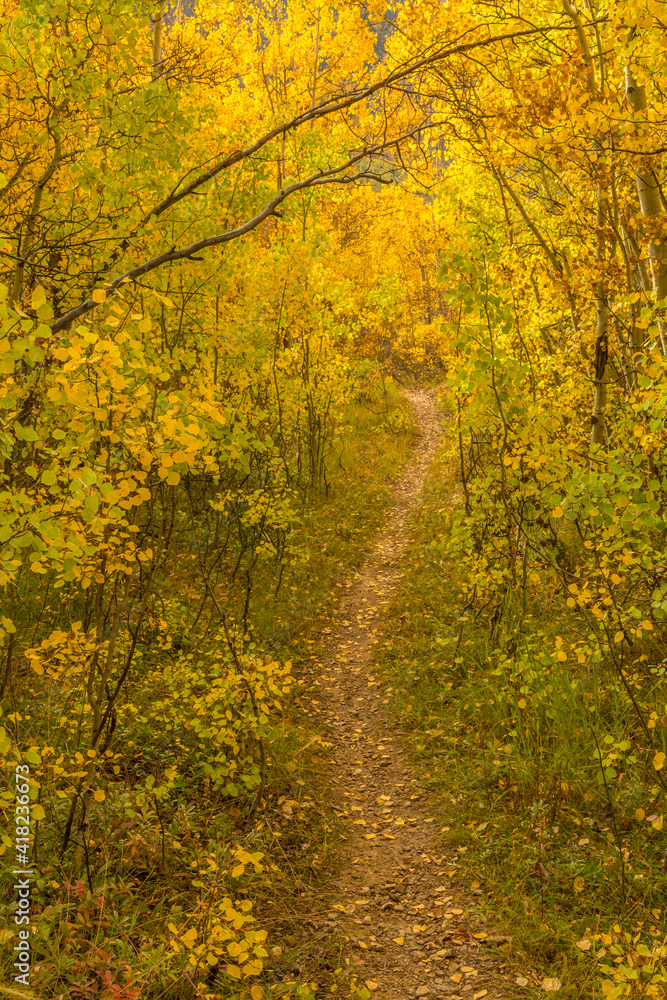 Fototapeta premium USA, Colorado, San Juan Mountains. Forest trail in autumn.