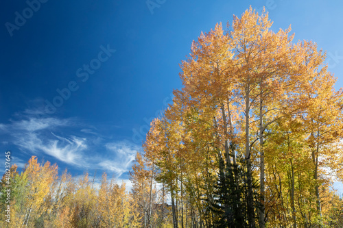 USA, Colorado, Frisco. Fall color set against blue sky in the Colorado high country. © Danita Delimont