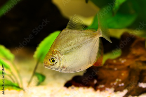 Silver dollar aquarium fish	 genus metynnis schooling 
