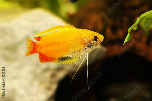 Honey gourami Trichogaster chuna tropical aquarium fish isolated on white	