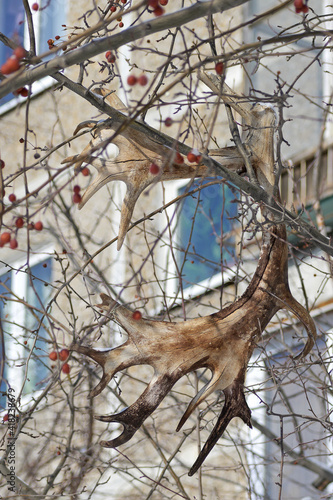 Fototapeta Naklejka Na Ścianę i Meble -  Elk horns hang on an apple tree branch on a sunny winter day