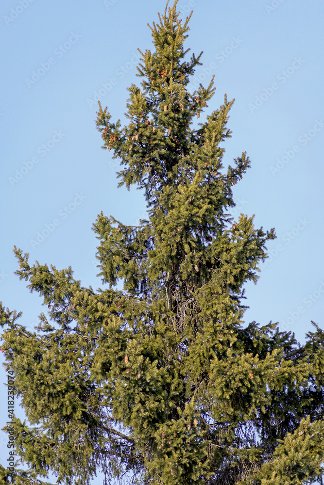 Winter view of an old spruce tree against the blue sky Winter view of an old spruce tree against the blue sky