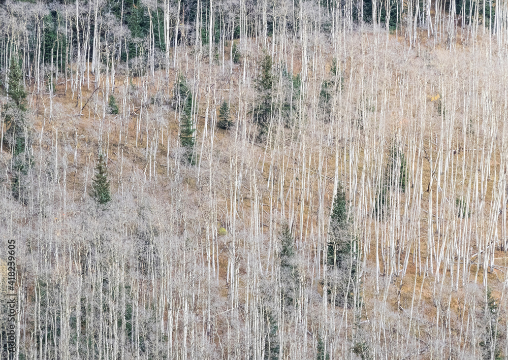 USA, Colorado, Aspens on hillside near township of Aspen in fall colors USA, Colorado, Aspens on hillside near township of Aspen in fall colors