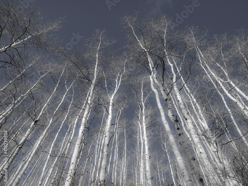 Colorado, Keebler Pass, aspens looking up photo