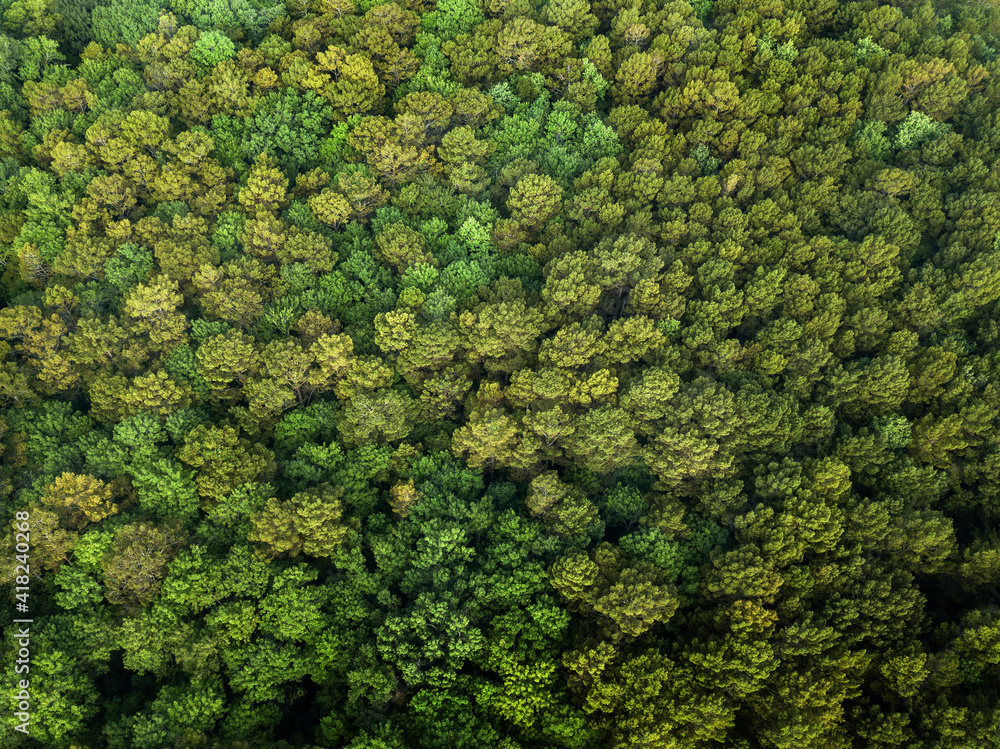 trees from the air trees from the air