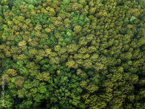 trees from the air