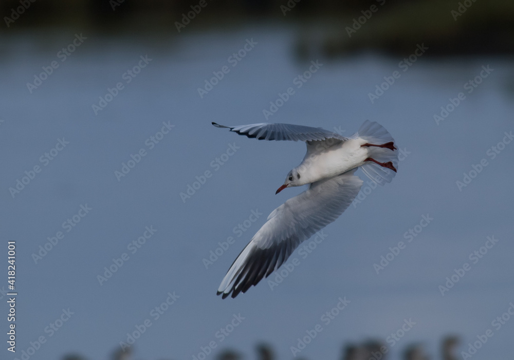 Fototapeta premium Gaviota reidora