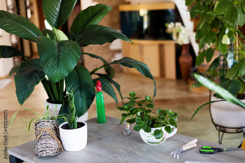 Indoor planting of home plants, flower pot and tools on the table. The concept of home gardening. © Sviatlana