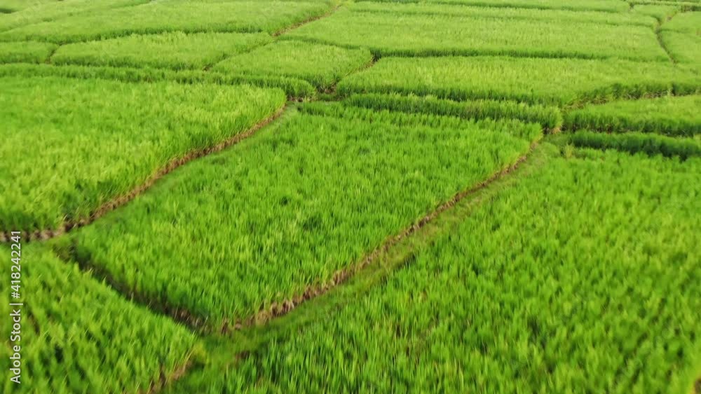 Rice Terraces Ubud Bali Aerial view from drone. High quality 4k footage Rice Terraces Ubud Bali Aerial view from drone. High quality 4k footage