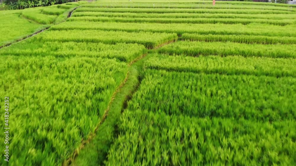 Beautiful paddy fields with fresh green leaves in Bali, Indonesia. Shot in 4k Beautiful paddy fields with fresh green leaves in Bali, Indonesia. Shot in 4k
