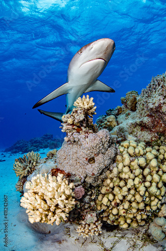 A black tipped reef shark swims above a scuba diver at Beverage Reef in the Pacific Ocean.