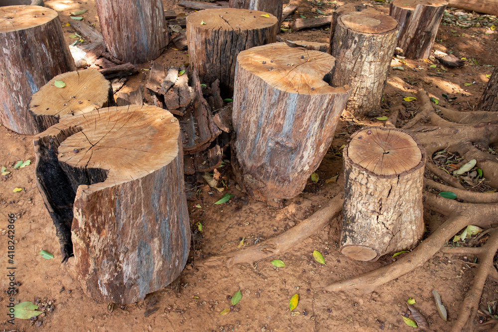 Logs that have been cut to work have thick bark. Logs that have been cut to work have thick bark.