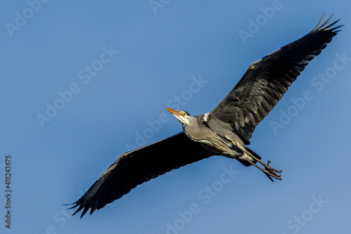 Graureiher  Ardea cinerea 