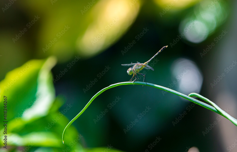 dragonfly on a leaf dragonfly on a leaf