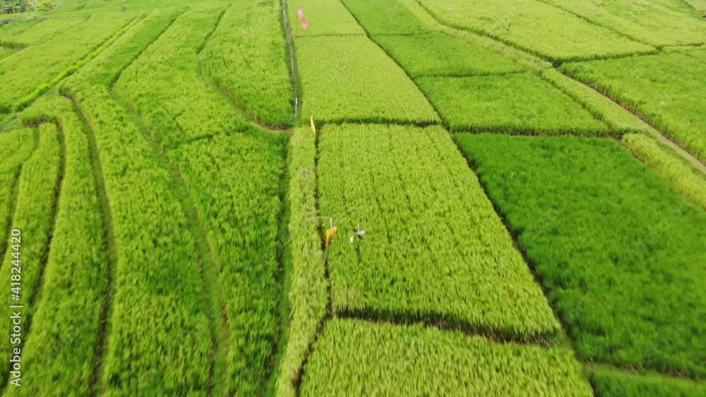 Rice Terraces Bali Aerial view from drone. Abstract geometric shapes of agricultural parcels in green color field. Rice Terraces Bali Aerial view from drone. Abstract geometric shapes of agricultural parcels in green color field.