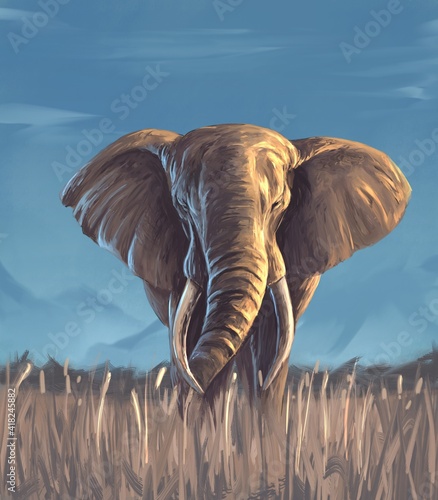 Photography elephant in the wild nature