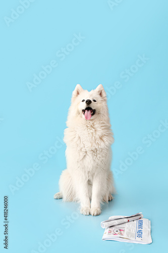 Cute Samoyed dog with newsp...
