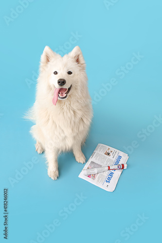 Cute Samoyed dog with newsp...