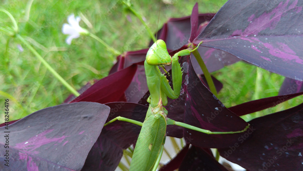Obraz premium The praying mantis is a carnivorous animal, a type of animal that is commonly preyed on by various kinds of praying mantises, from small insects such as crickets, butterflies, and bees.