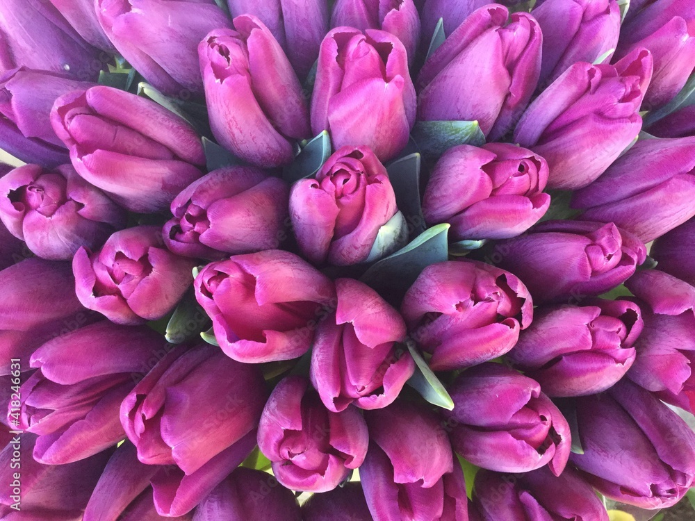Close-up bunch of spring purple tulip flowers Close-up bunch of spring purple tulip flowers