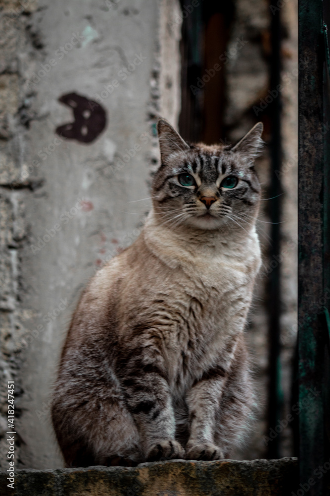 felino viendo a la cámara felino viendo a la cámara