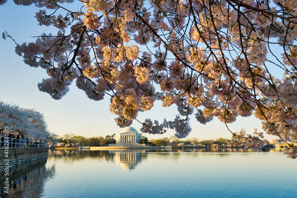 Thomas Jefferson Memorial and cherry blossoms