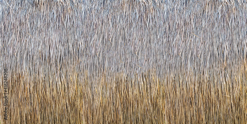 Panorama of thatch roof or wall, hay or dry grass background photo