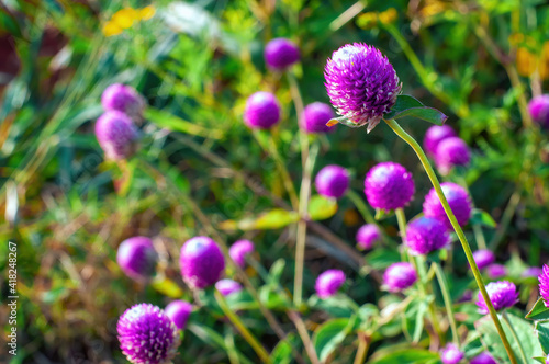 Purple globe amaranth flower blooming in the garden, selective focus