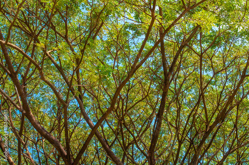 Full frame view of tree branch with natural green leaves in forest background