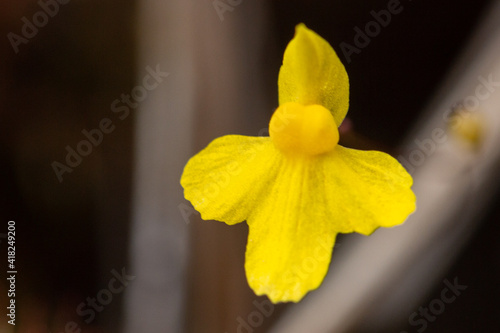 Yellow flower of the small Bladderwort Utricularia subulata in natural habitat close to Botumirim in Minas Gerais, Brazil photo