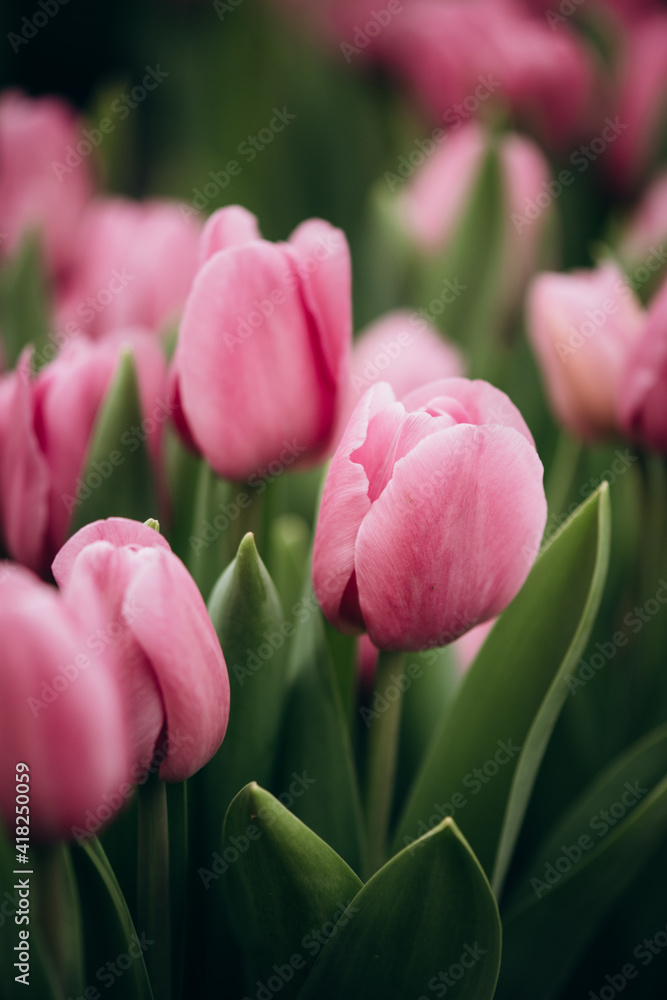 pink tulips in the field. Spring blurred background, postcard. Bouquet for Mother's Day, Women's Day, holiday. Soft selective focus, defocus. Vertical pink tulips in the field. Spring blurred background, postcard. Bouquet for Mother's Day, Women's Day, holiday. Soft selective focus, defocus. Vertical