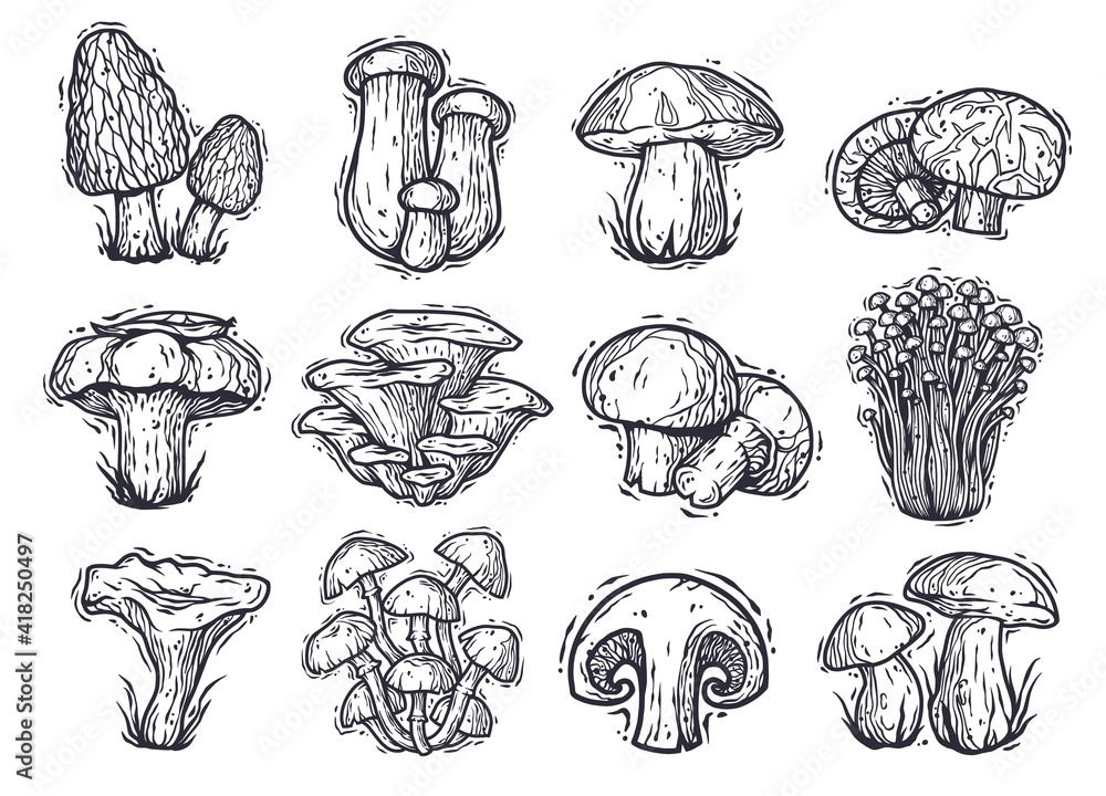 Set of mushrooms for food industry. Mushroom elements for vegetarian packaging label. Fungus collection for gourmet menu design with boletus, truffle and champignons Set of mushrooms for food industry. Mushroom elements for vegetarian packaging label. Fungus collection for gourmet menu design with boletus, truffle and champignons
