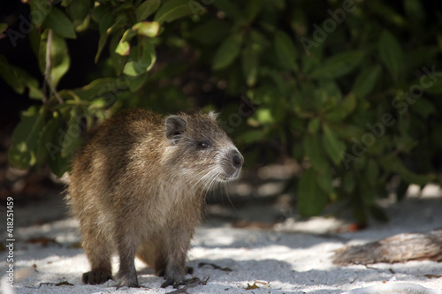 Desmarest's hutia (Capromys pilorides), also known as the Cuban hutia on the beach under mangrove bushes.A large rare South American rodent on the sand. photo