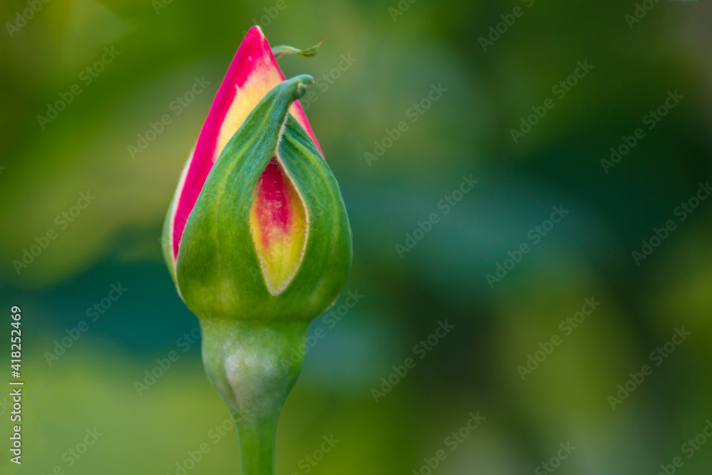 Young red rose against the background of green vegetation. View from the front. Young red rose against the background of green vegetation. View from the front.