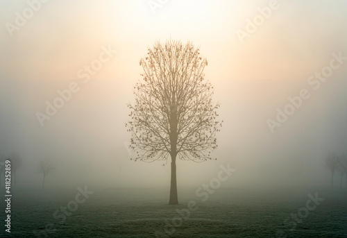Single lone tree silhouette standing alone in moody foggy mist field at break of dawn with ethereal sun light rays shining down from above giving mystical hopeful misty scene